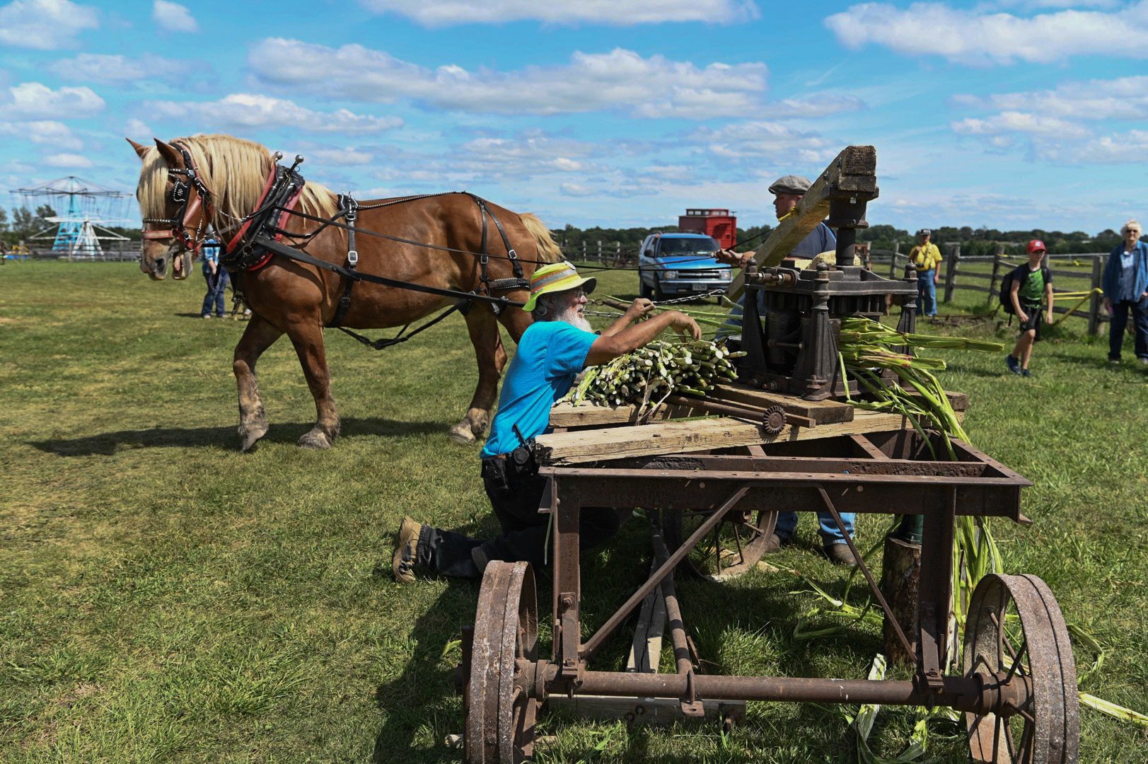 Horse and Mule 18
